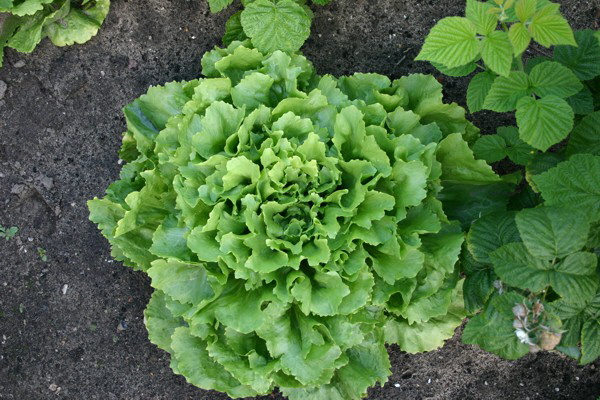 Bei rechtzeitigem Anbau kann man Endivien noch im Herbst ernten. Spterer Anbau liefert sogar im Winter vitaminreichen Salat.